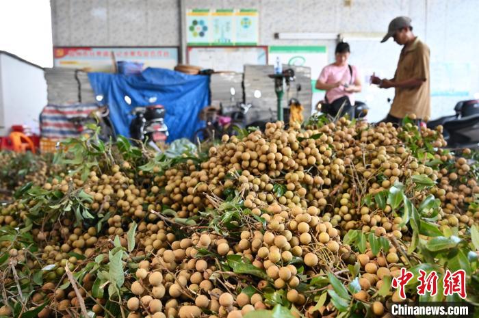 江记水果专业合作社的龙眼堆成小山 陈楚红 摄