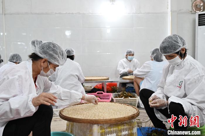 工人们身穿统一服装用镊子挑选新鲜果肉 陈楚红 摄